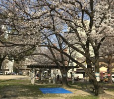 2018年の花見。