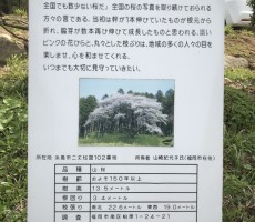 松国の一本桜。