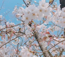 今年の桜????佐賀