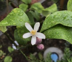 ピンクの蕾と白い花。