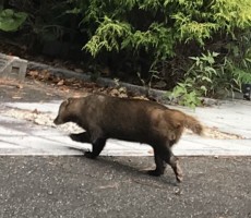 たまたま見かけた珍しい動物。