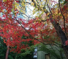 通勤途中に紅葉狩り