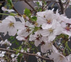 桜の季節に