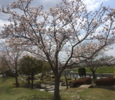 今年のお花見🌸