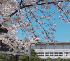 入学おめでとう🎊