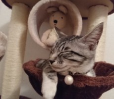 今日は”ねこの日”