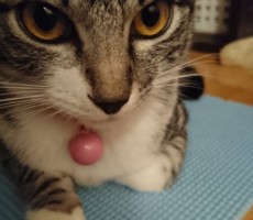 見なきゃいいのに見てしまう