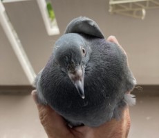 鳩さん、貴方は不法占拠です😡