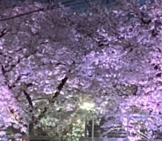 嬉しい小当たりと最後の桜