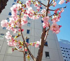 桜開花と隠れありがとう。