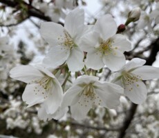 せっかちな桜