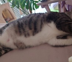 ボールが当たって