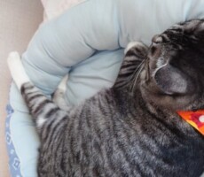 憧れる