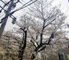 てるてる坊主作りたくなる