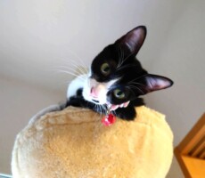 困ったり　笑ったり