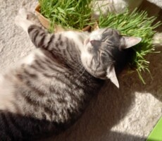 朝のルーティーン