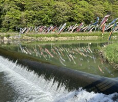 小倉の嵐山の鯉（恋）昇り