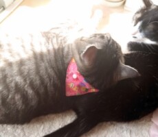 101回目のプロポーズ