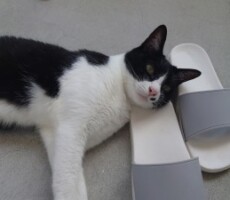 暑過ぎ