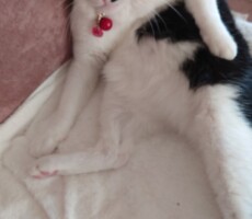 猫ふんじゃった